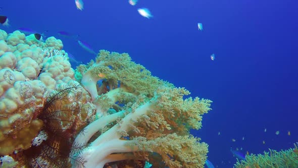 Underwater Soft Coral Broccoli
