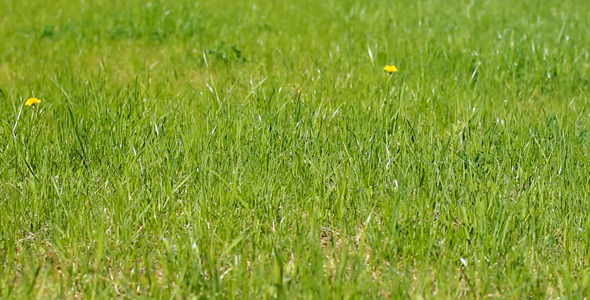 Green Grass In The Wind