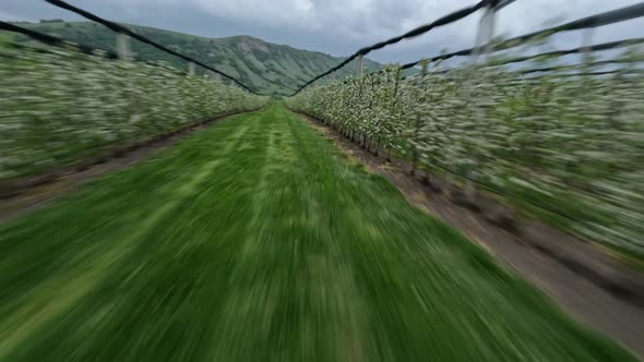 Aerial Speed Dynamic Movement Between Apple Trees Farm Rows Agriculture