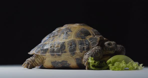 Cute Central Asian Tortoise is Sitting Near a Leaf of Salad Studio Footage