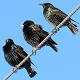 Starlings Roosting