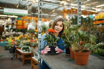 sale, shop for gardening. Woman sells plants in florist store, seller