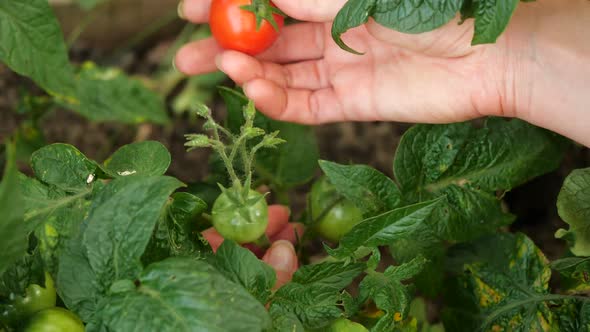 Woman's Hand Picks Fresh Tomato From Plant and Demonstrates It To the Camera. Farmer Is Harvesting