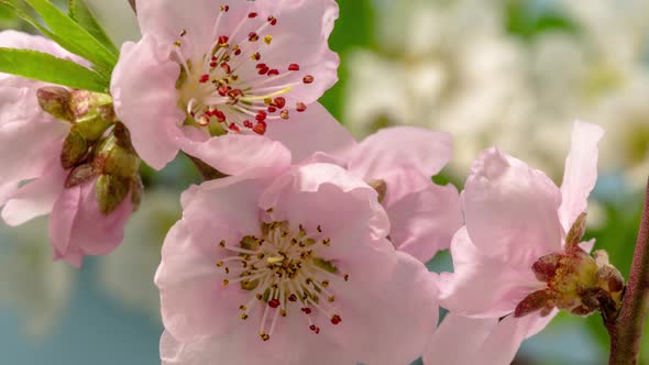Peach Flower Blossom Timelapse