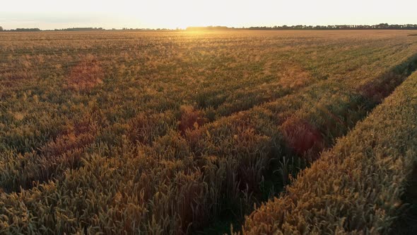 Aerial View Over a Wheat Field During Sunset or Sunrise Drone Shot Landscape