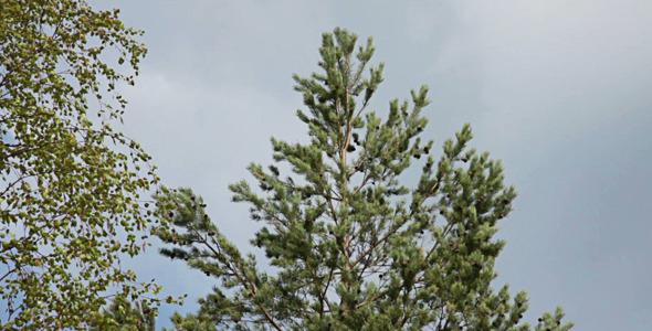 Camera Pan Down Pine Tree alt