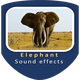 Elephant Bellow and Blowing Sounds