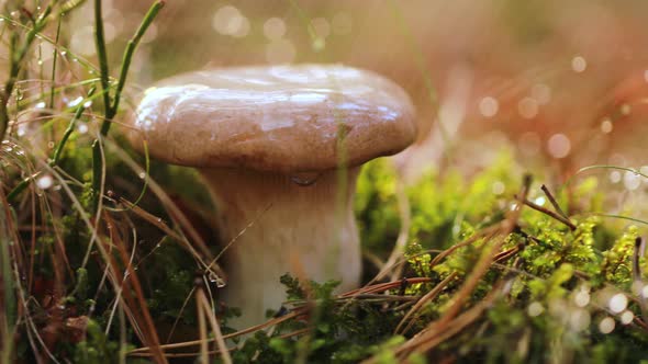 Mushroom Boletus In a Sunny Forest in the Rain