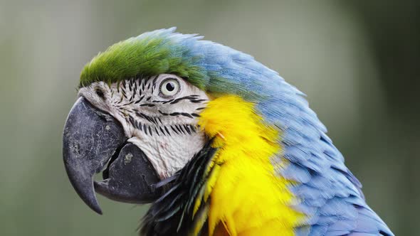 Macro shot of pretty Blue-and-Yellow Macaw Parrot chewing in nature,slow motion