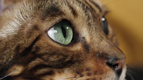 Muzzle of Bengal Cat