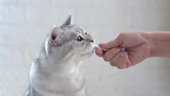 Cute Fat Scottish Cat Licking Snack From Owner Hand