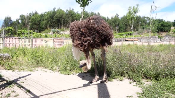 Ostrich Eating in pedagogical farm