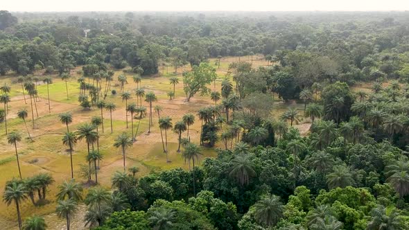 drone shot of forest and farm land in Senegal Africa