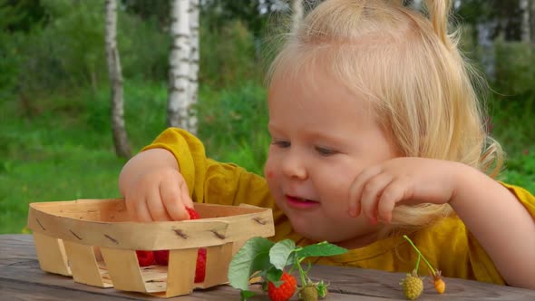 The Cute Little Girl in a Yellow Blouse Eats Raspberries From the Basket