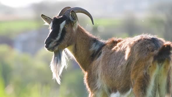 Domestic Milk Goat with Long Beard and Horns Grazing on Green Farm Pasture on Summer Day