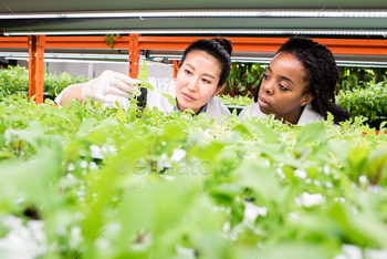 dlings on shelf while studying their characteristics at work in greenhouse