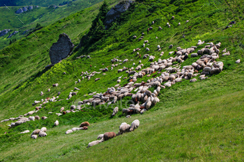 Sheep Flock On Mountain In Summer