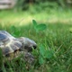 Turtle Feeding on Grass - VideoHive Item for Sale