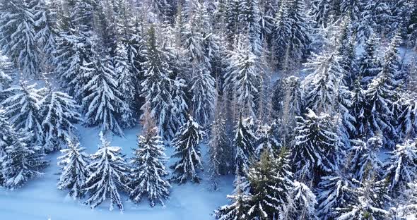 Flying over the snow firs. Forest covered with snow. Shooting with the drone