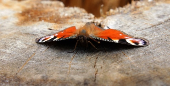 Aglais Io Butterfly