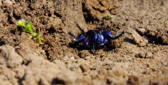 Geotrupidae Beetle