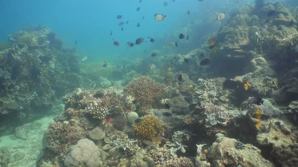 Coral Reef and Tropical Fish. Philippines, Mindoro