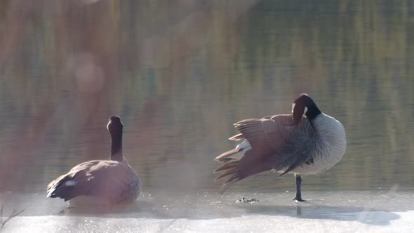 Geese in the morning by the water