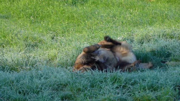 Happy Purebred Belgian Shepherd Malinois is Rolling in the Grass