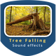 Big Tree Falling Sound