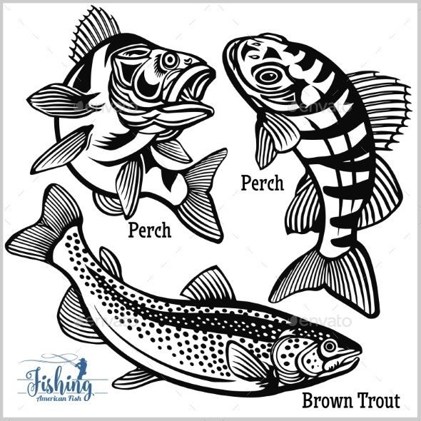 Brown Trout and Perch