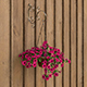 Hanging flower - 3DOcean Item for Sale