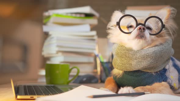 nerd chihuahua dog wearing glasses wearing working costume