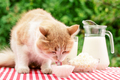 Red cat eats sour cream on a table - PhotoDune Item for Sale