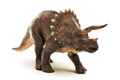 Triceratops on white - PhotoDune Item for Sale