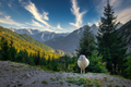 Landscape view of mountain range and lonely sheep, Vrsic pass, Slovenia - PhotoDune Item for Sale
