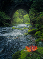 Old stone bridge and flowing river with colorful leaf in foreground - PhotoDune Item for Sale
