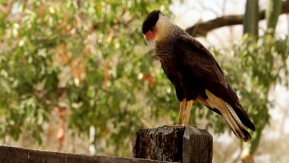 A crested caracara perched on a fence post looking for food