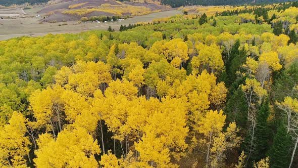 Flying over colorful aspen tree forest slowly tilting down and rotating