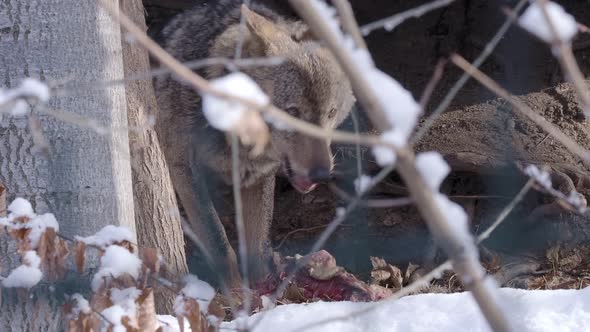 Iberian wolf (Canis lupus signatus) eats food on the snow.