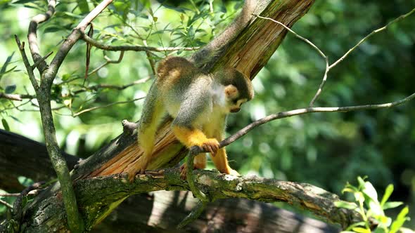 Common squirrel monkey (Saimiri sciureus) on tree in the nature. Wildlife animals