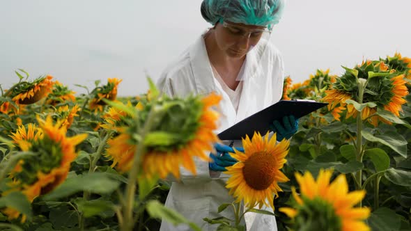 An Agronomist Researcher Stands In A Sunflower Field In A Protective Screen And A White Coat