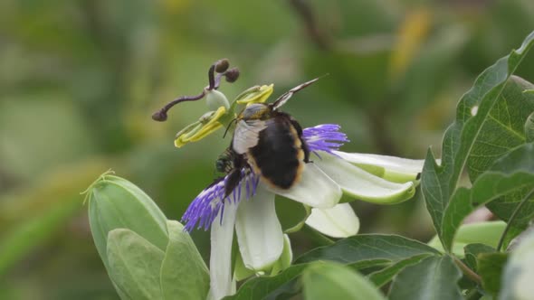 Close up of a black and yellow bumblebee flying over a blue crown passion flower to collect nectar.