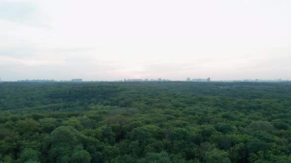 Green Trees Sunset