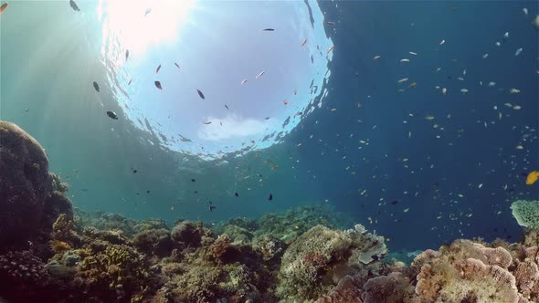 Coral Reef and Tropical Fish