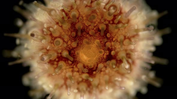 Sea Urchin Echinoidea, Under a Microscope, Type Echinodermata