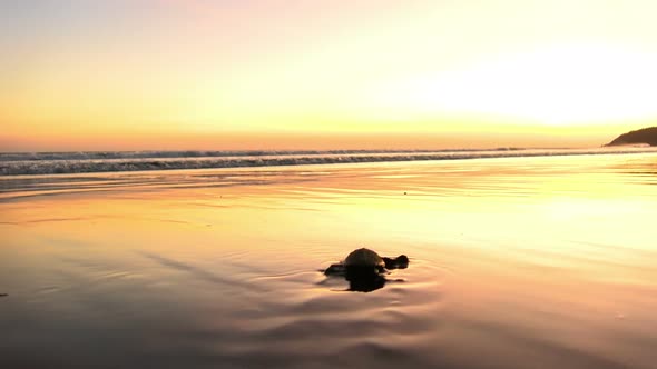 Atlantic Ridley sea Baby Turtles Crossing the Beach at Sunrise