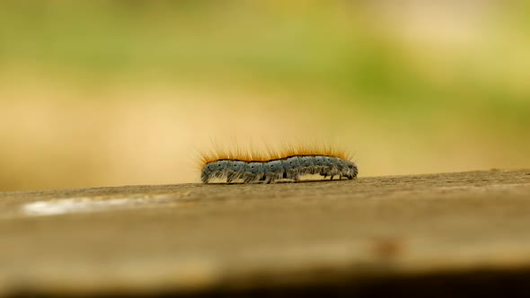 Extreme macro close up and extreme slow motion of a Western Tent Caterpillar moth walking on a wood