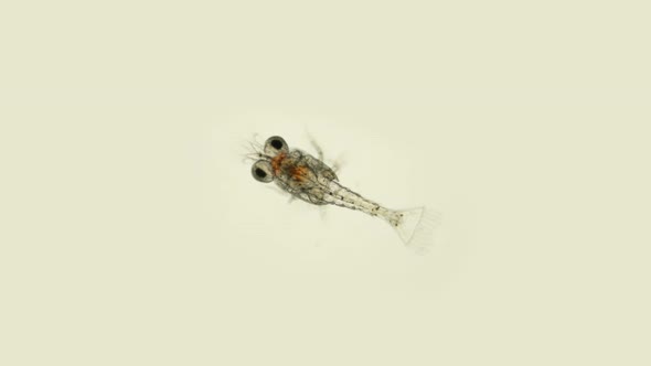 Black Sea Plankton and Zooplankton Under a Microscope, Order Mysida