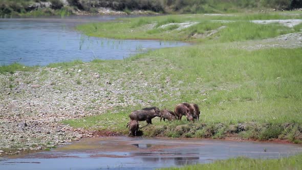 Wild boar in Bardia national park, Nepal