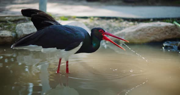 Adult black stock drinking water from the lake.